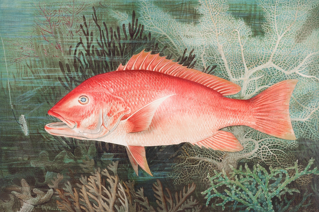 Northern Red Snapper chromolithograph (n.d.) | Free Photo Illustration ...