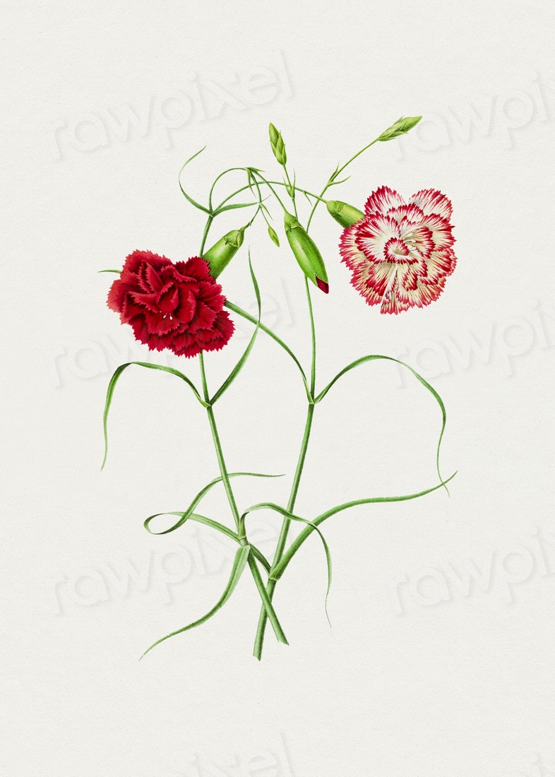 Hand drawn carnations. Original Biodiversity | Free Photo Illustration ...
