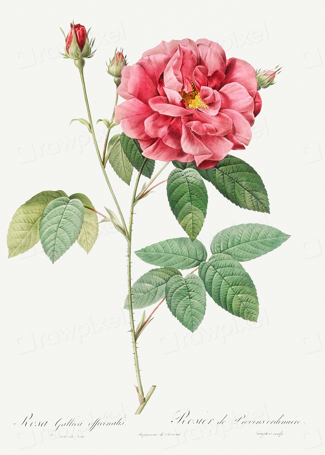 French Rose, also known as | Free Photo Illustration - rawpixel