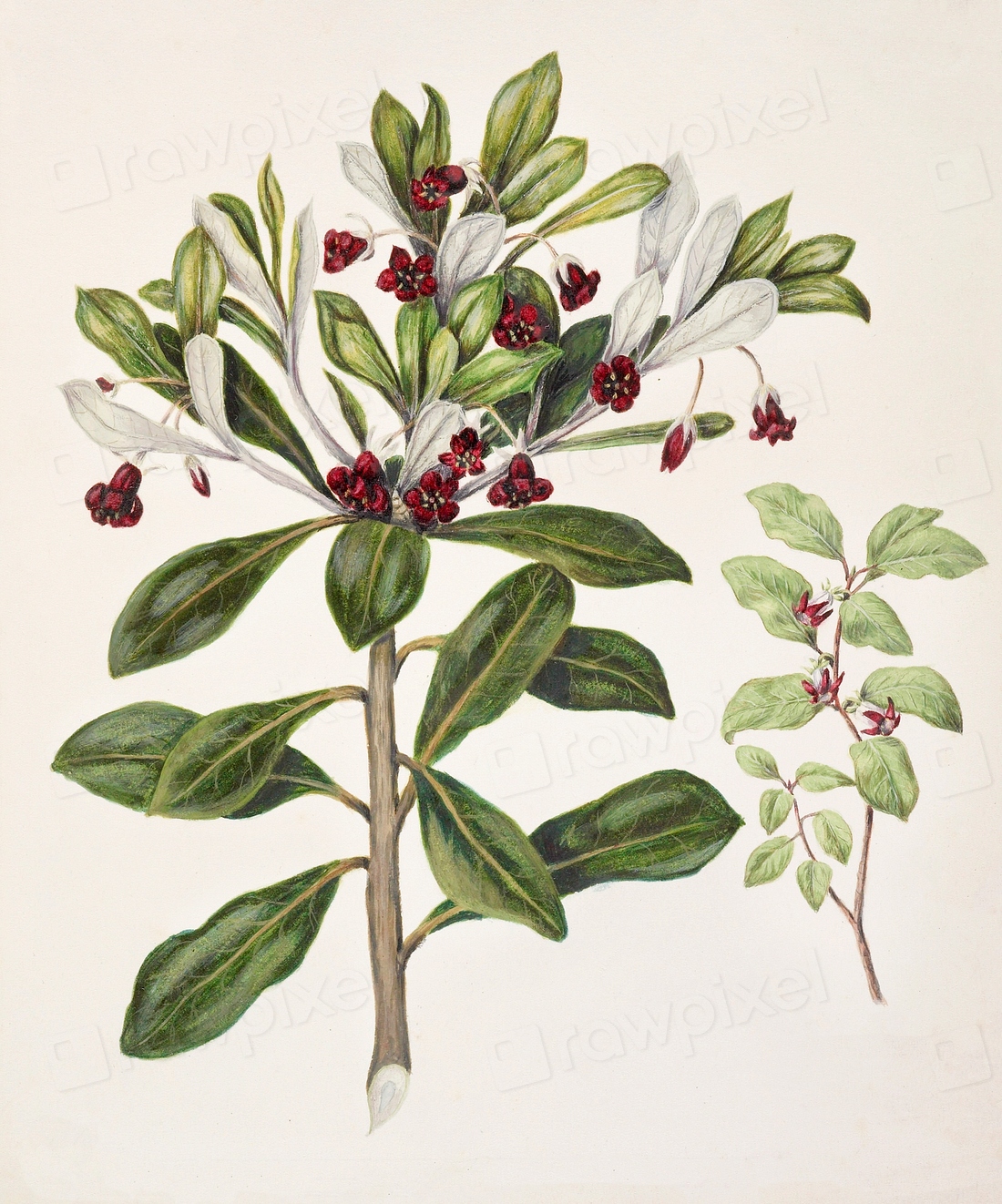 Antique Plant Pittosporum Tenufolium - 