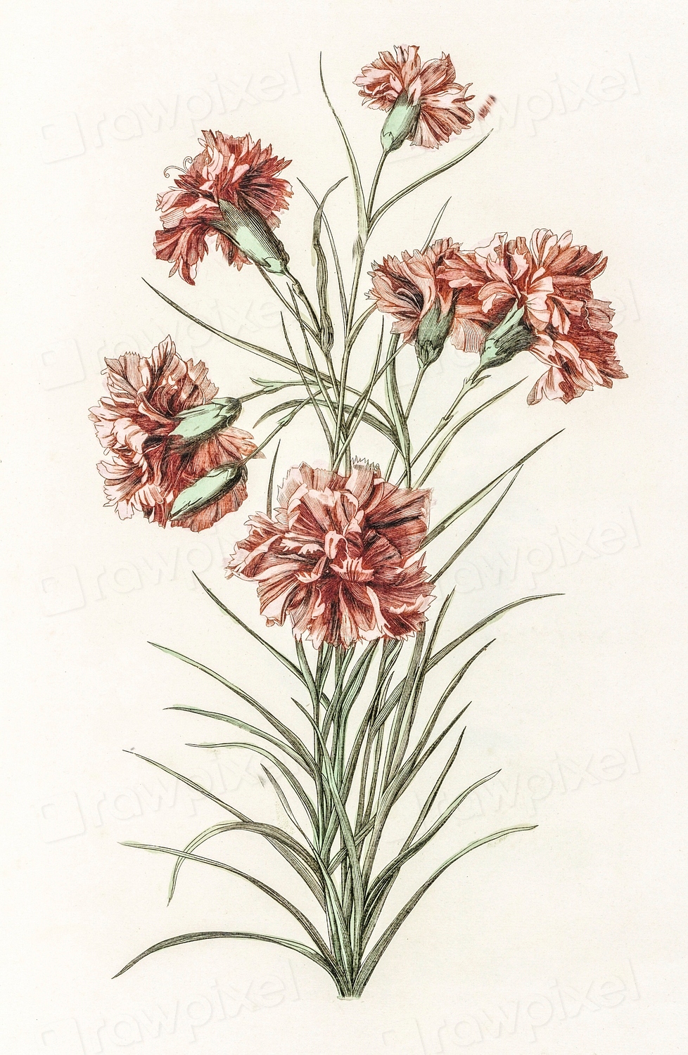 Six carnations Johan Teyler (1648-1709). | Free Photo Illustration ...