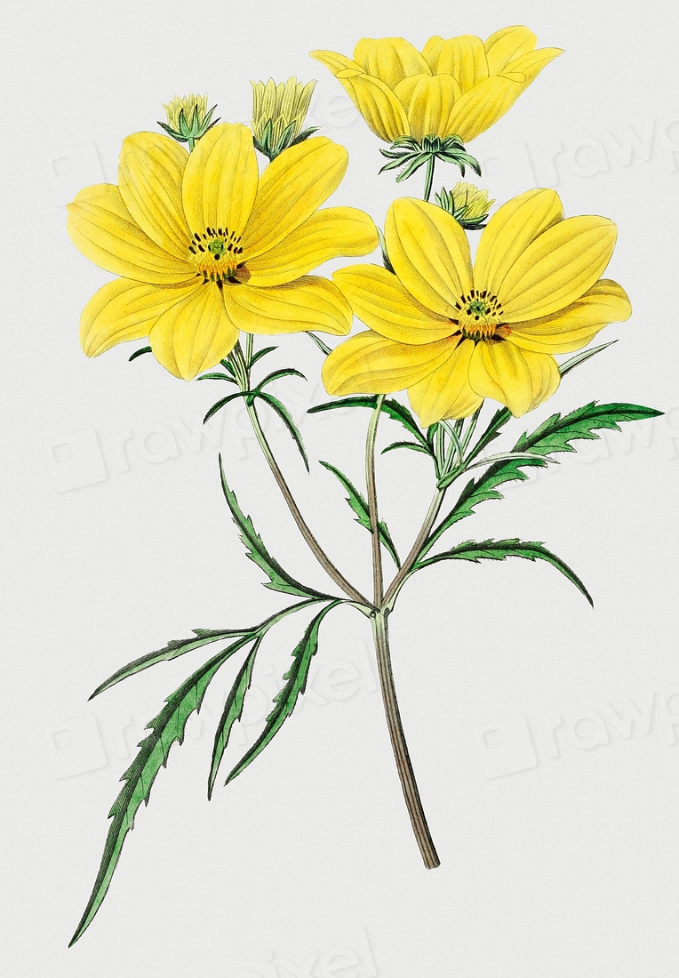 vintage-golden-coreopsis-flower-branch-premium-psd-rawpixel
