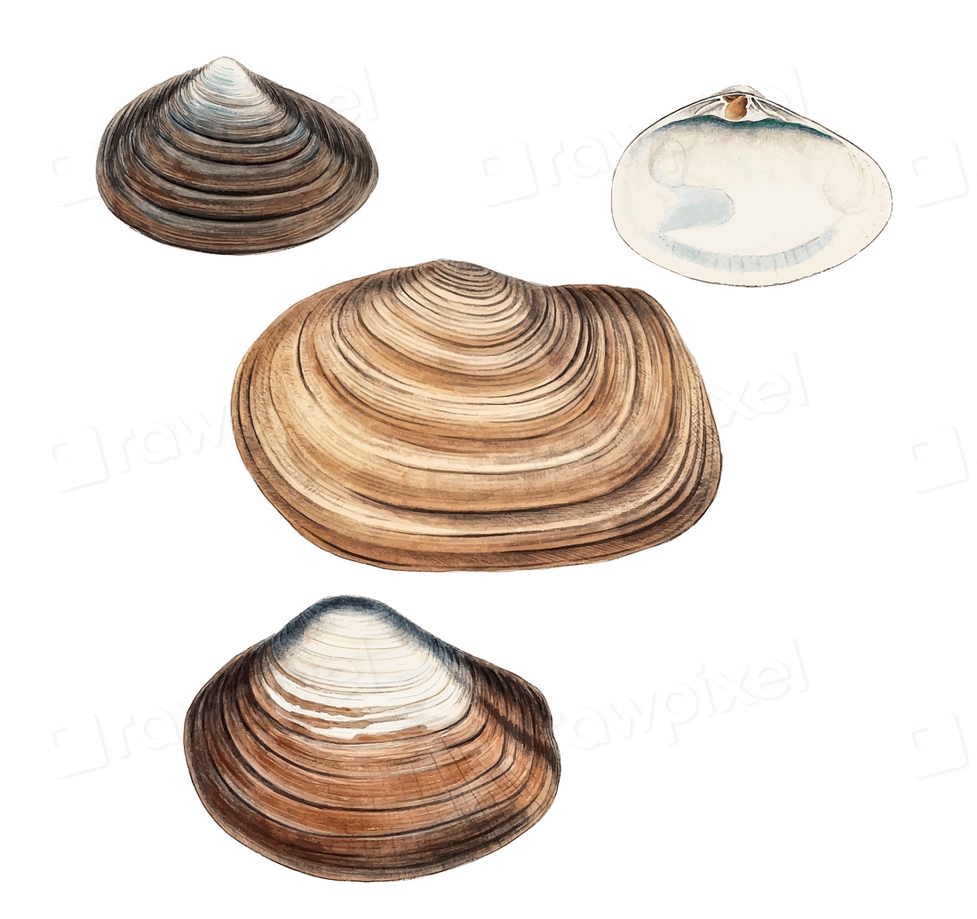 Clam shell varieties set illustration | Premium Vector Illustration ...
