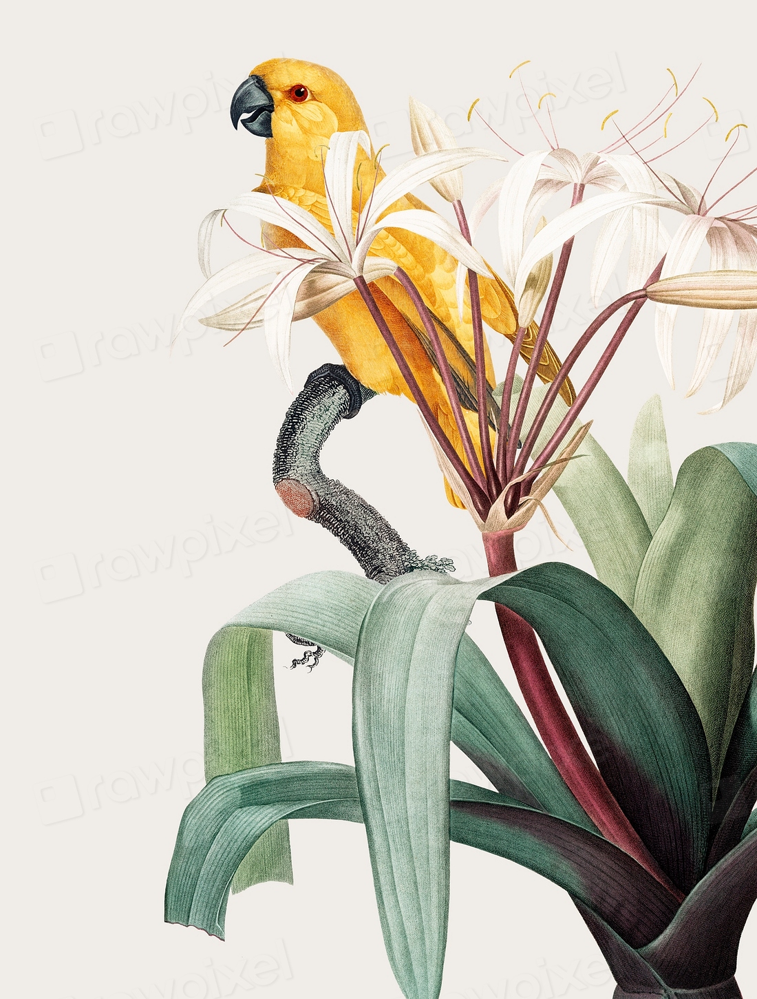 Macaw tropical vintage illustration | Premium PSD - rawpixel