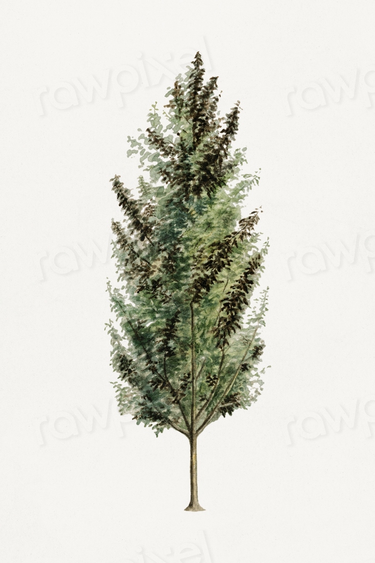 Vintage pear tree illustration. Digitally | Free Photo Illustration ...