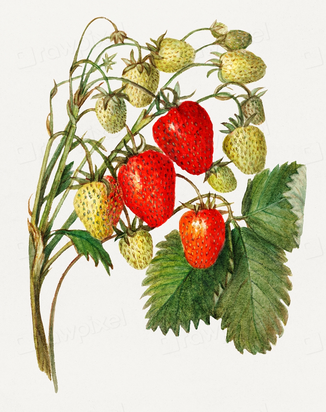 Vintage strawberry branch illustration. Digitally | Free Photo ...