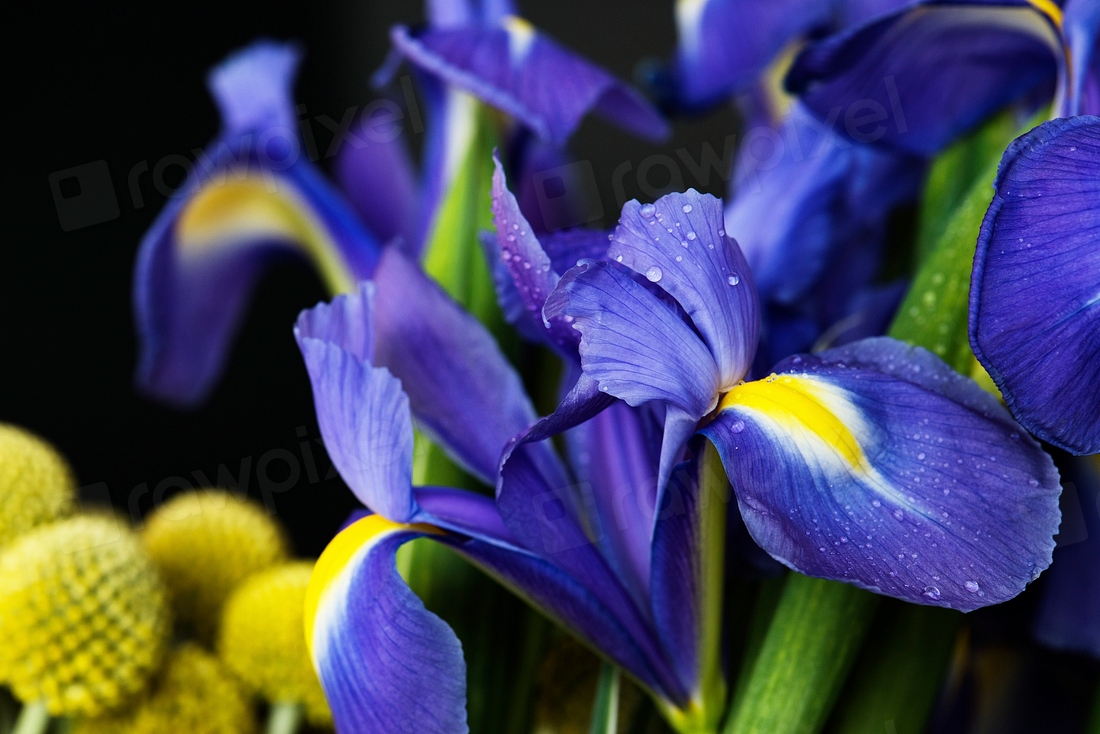 Closeup of irises flower Free Photo rawpixel