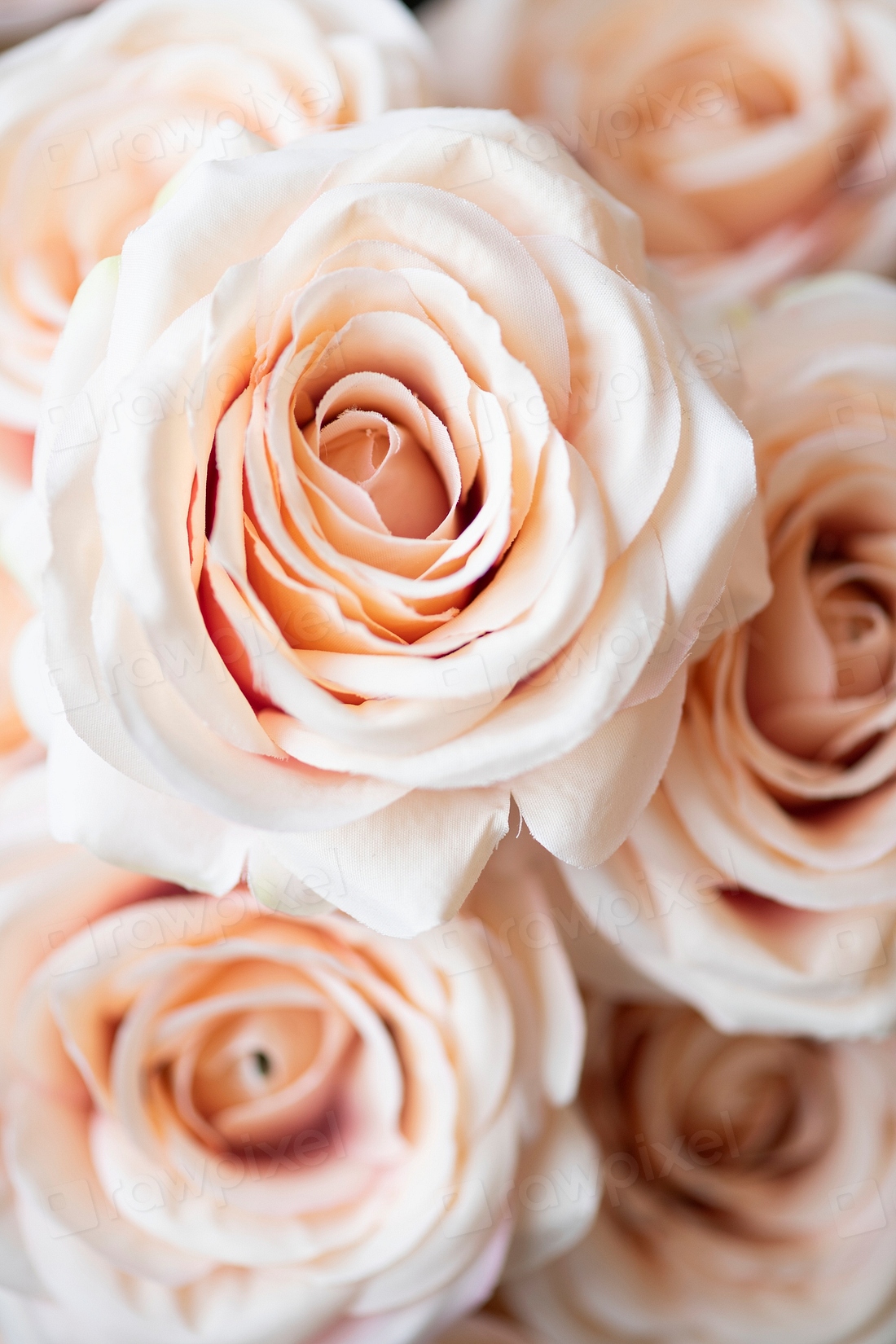 Light orange rose pattern background | Premium Photo - rawpixel