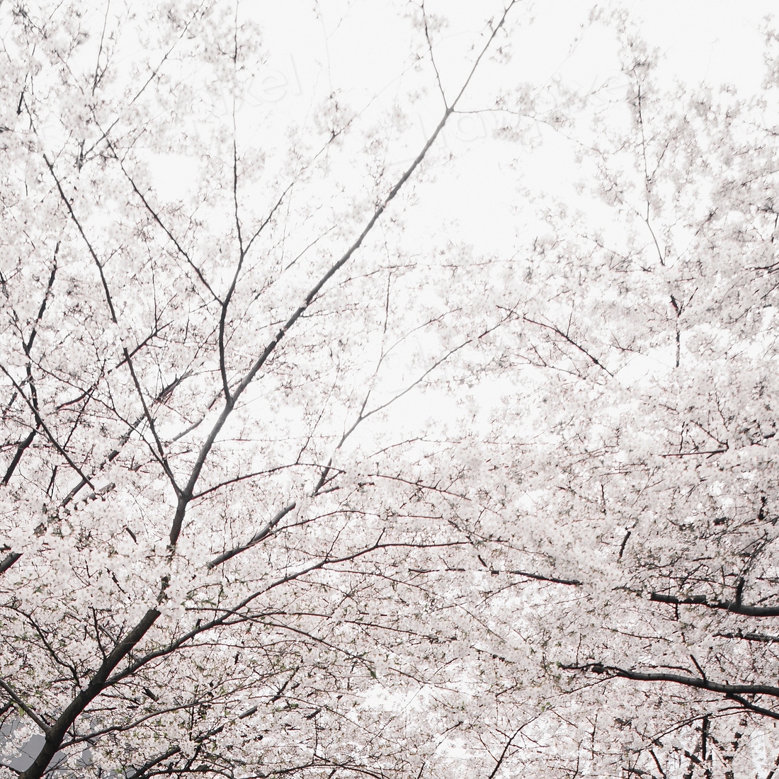 White Sakura blooming | Premium Photo - rawpixel