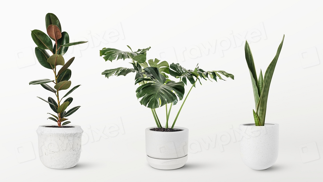 Green houseplant mockup psd banner | Premium PSD - rawpixel