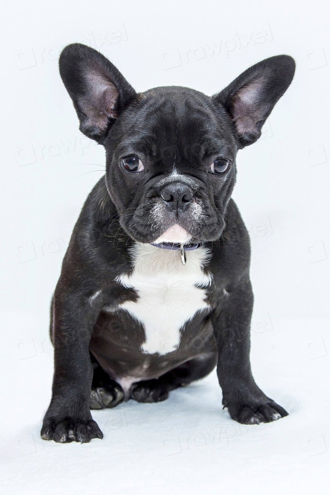 Free French bulldog white background | Free Photo - rawpixel