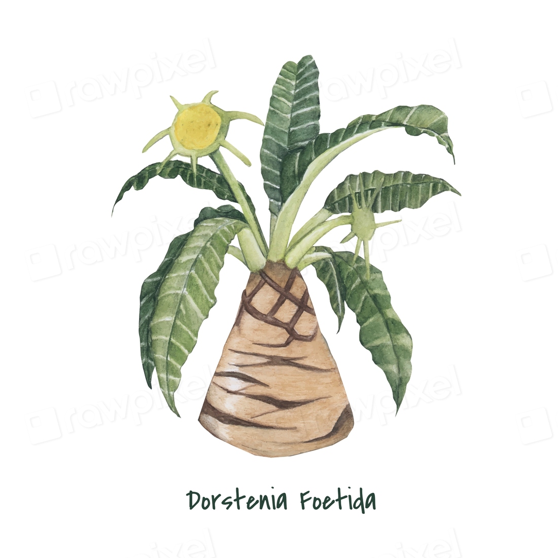 Hand drawn dorstenia foetida plant | Premium Vector Illustration - rawpixel