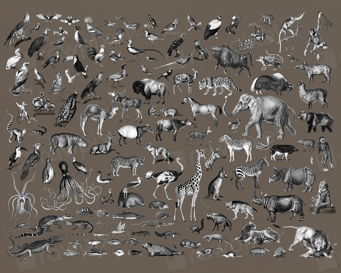 Vintage illustrations of animals | Premium Photo - rawpixel
