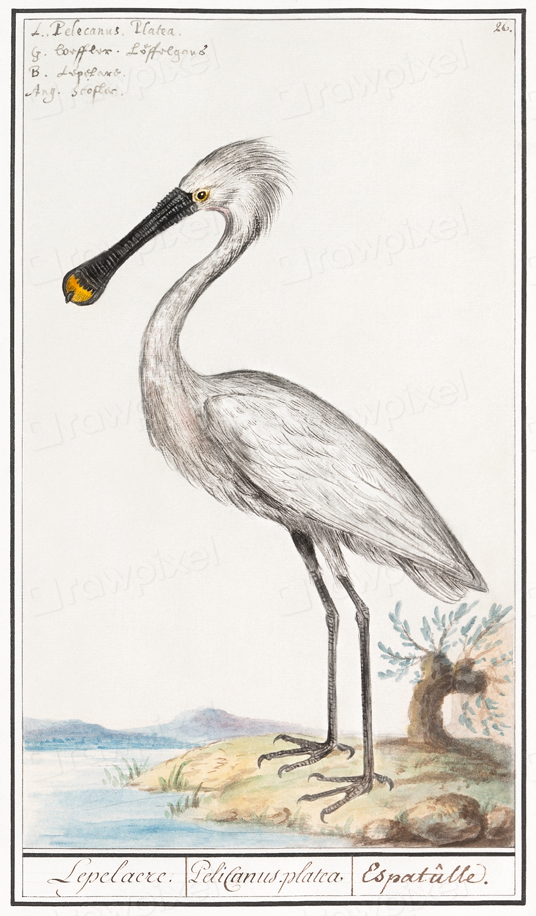 Spoonbill, Platalea leucorodia (1596–1610) Anselmus | Free Photo ...