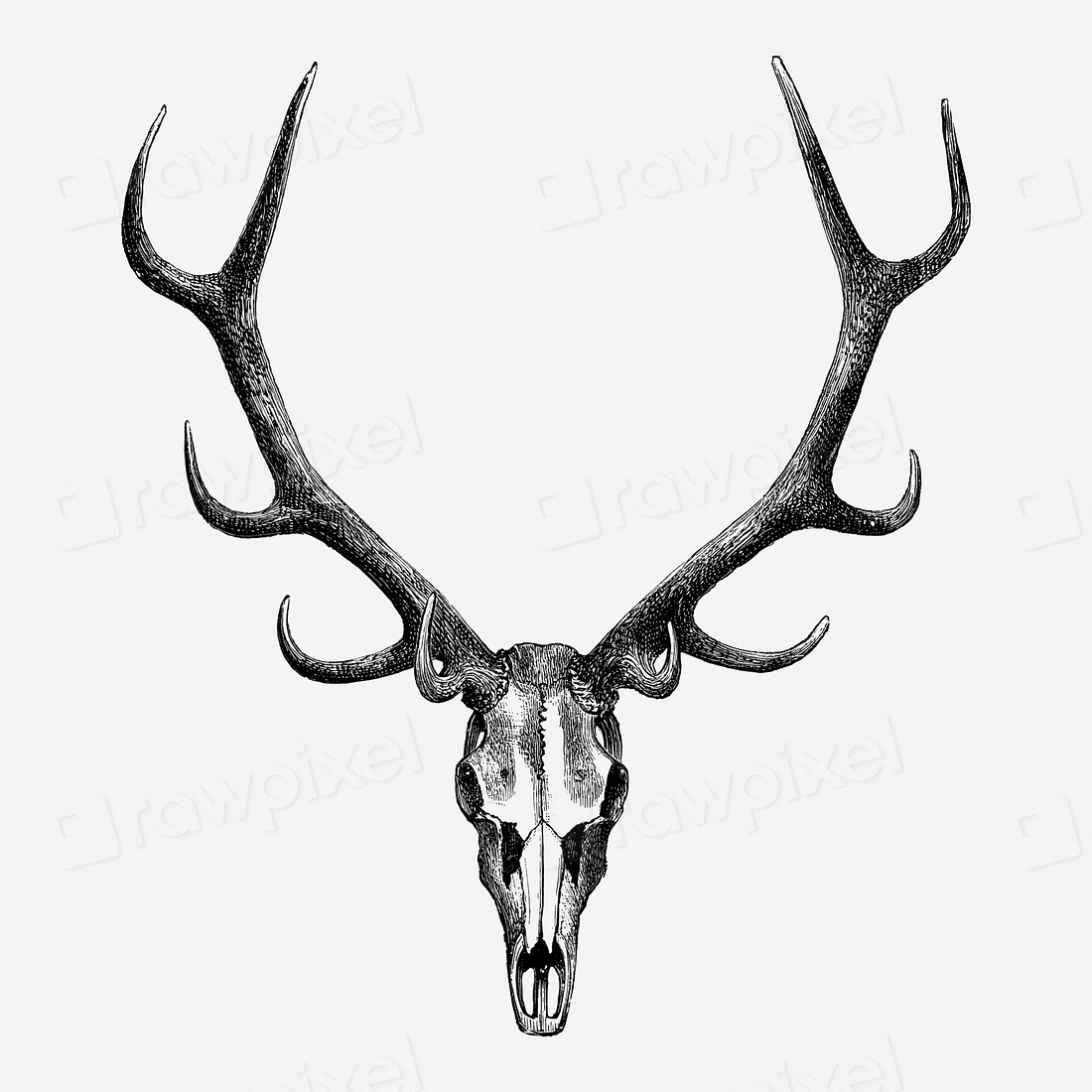 Vintage stag skull drawing clipart, | Premium PSD - rawpixel