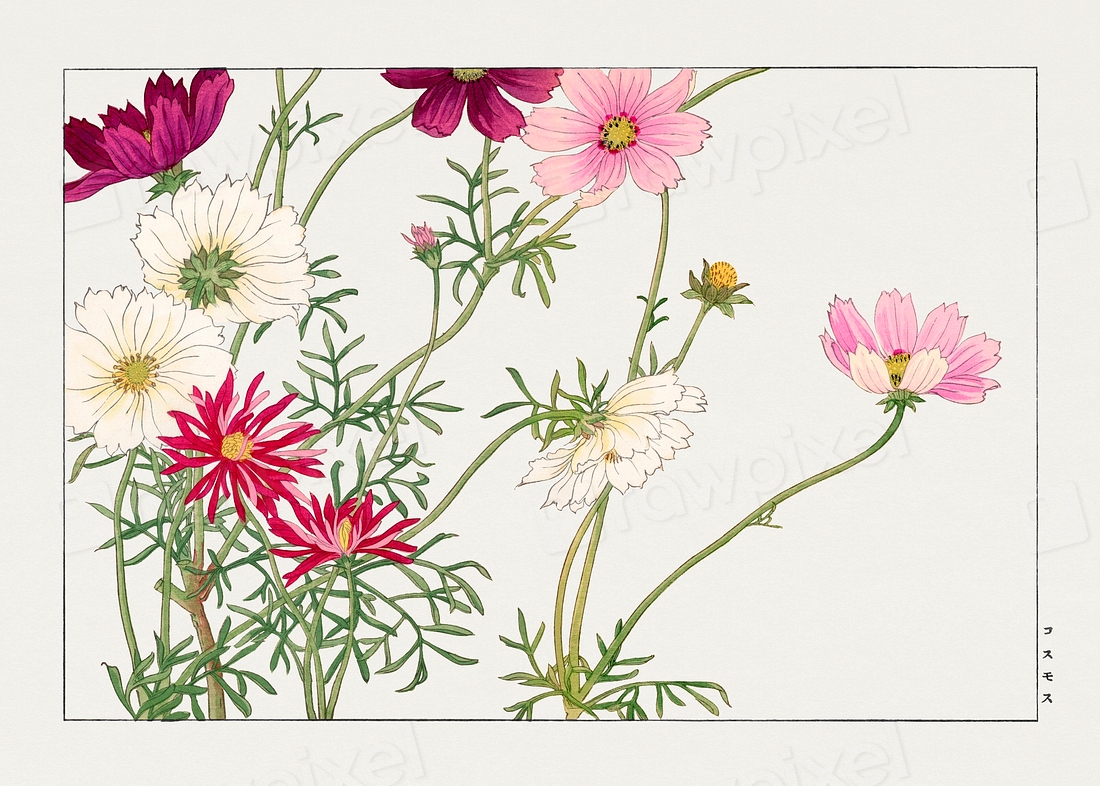 Cosmos flower, Japanese woodblock art. | Free Photo Illustration - rawpixel