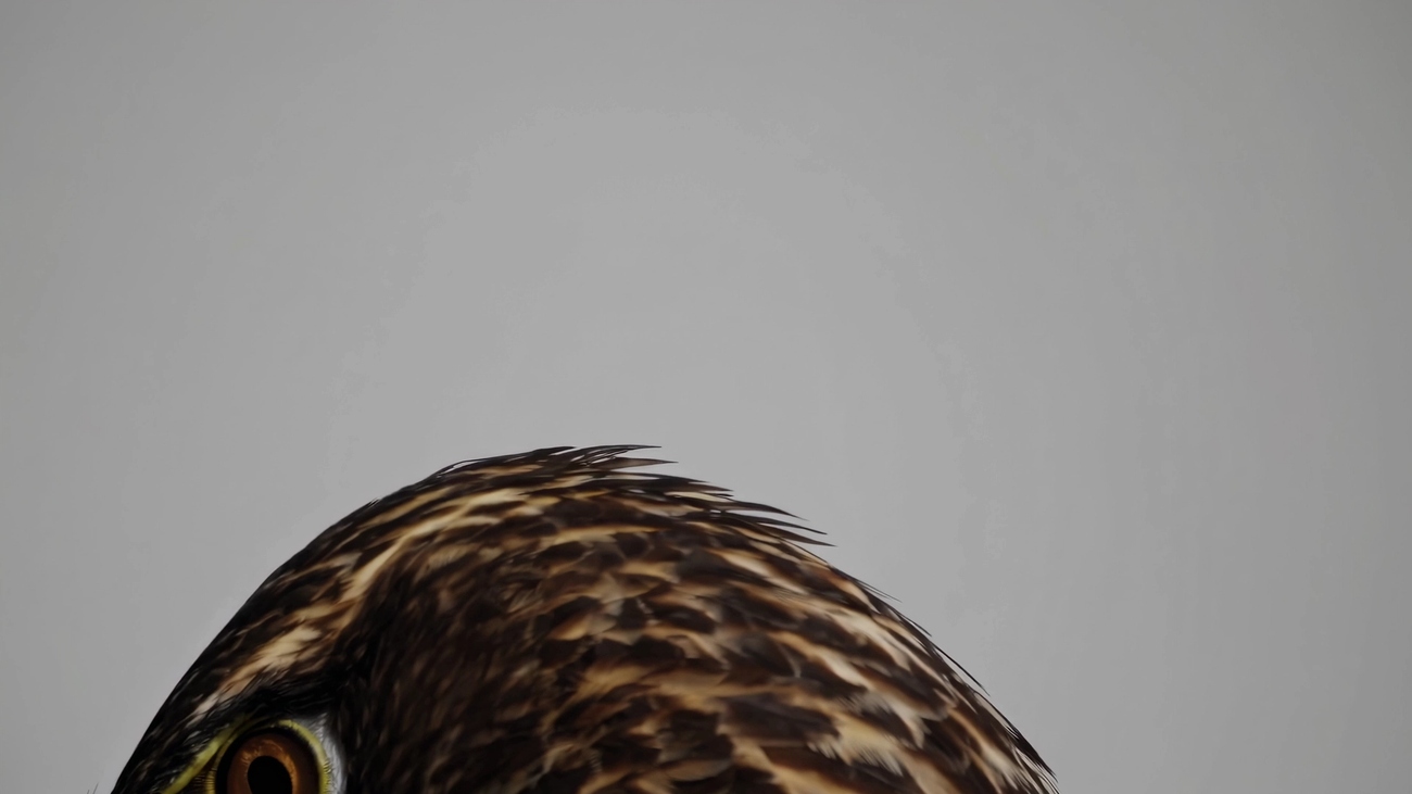 빨간 눈을 가진 새의 클로즈업 사진 – Unsplash의 무료 초상 이미지, image size:1300x731