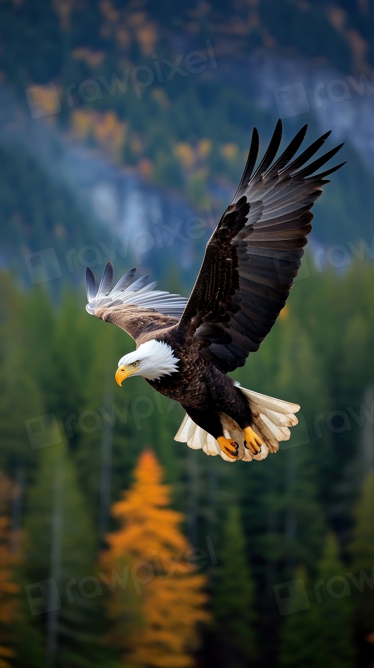 Eagle flying wildlife animal nature. | Premium Photo - rawpixel