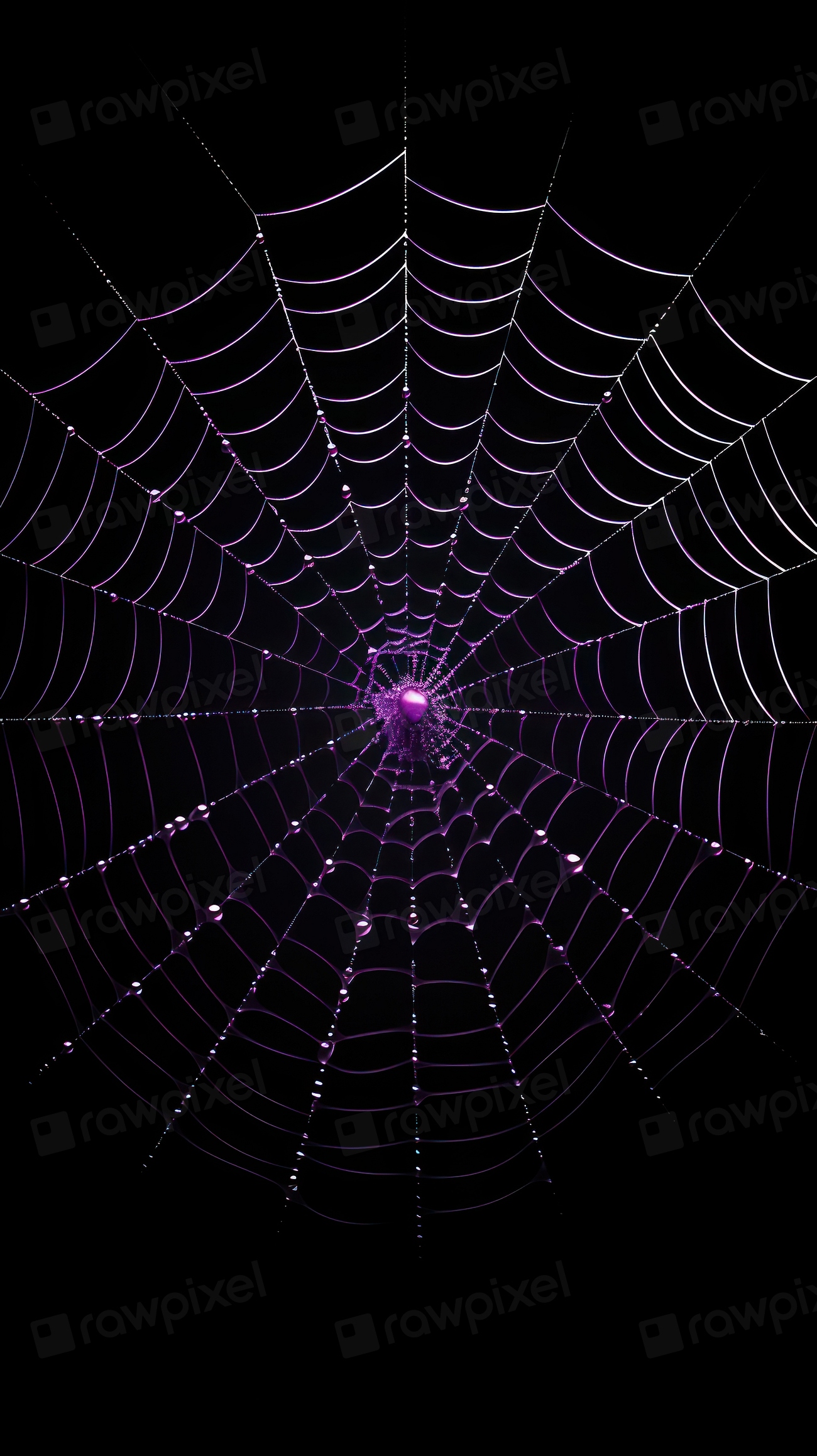 Dark purple spider web backgrounds | Premium Photo - rawpixel