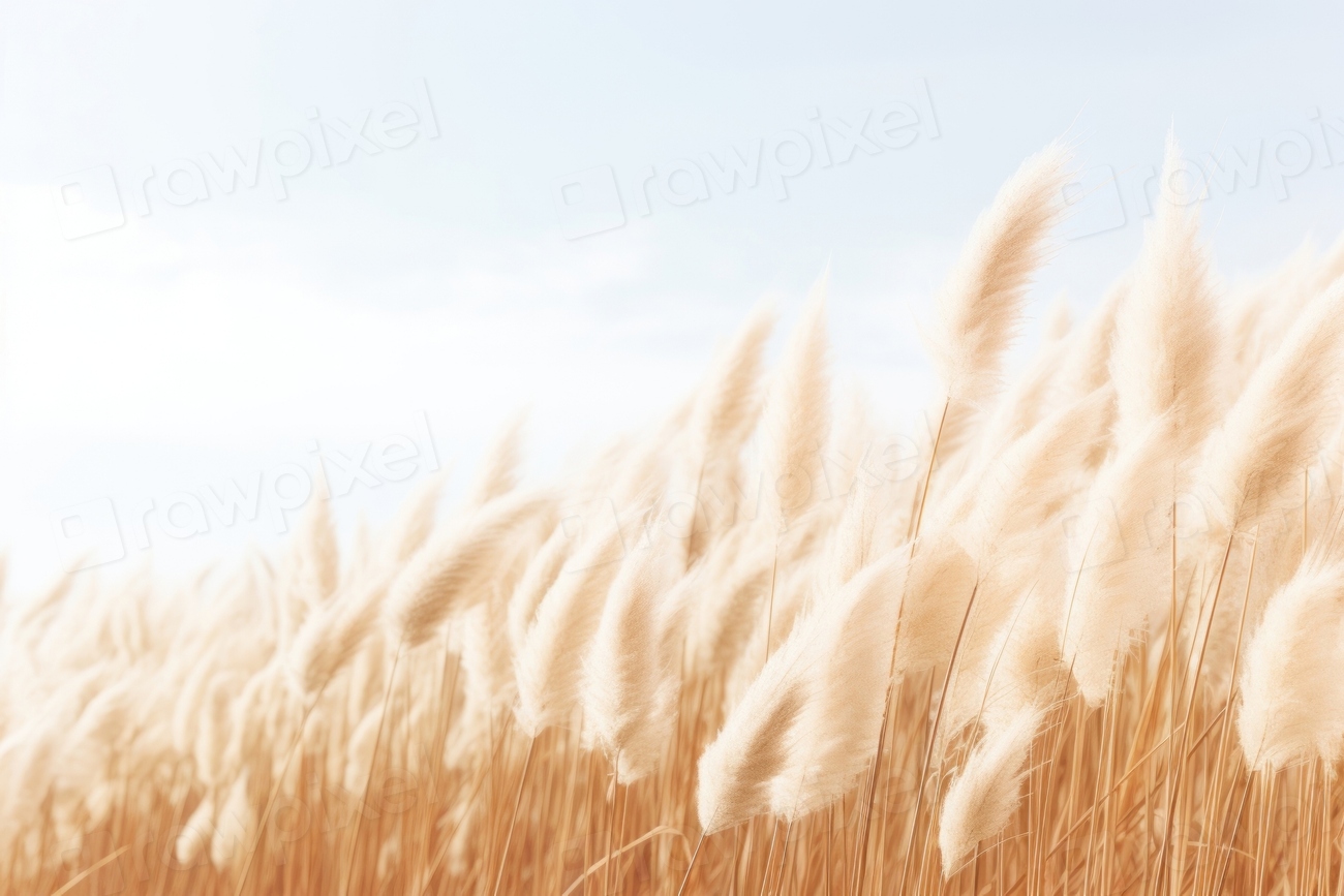 Pampas grass field nature backgrounds | Premium Photo - rawpixel