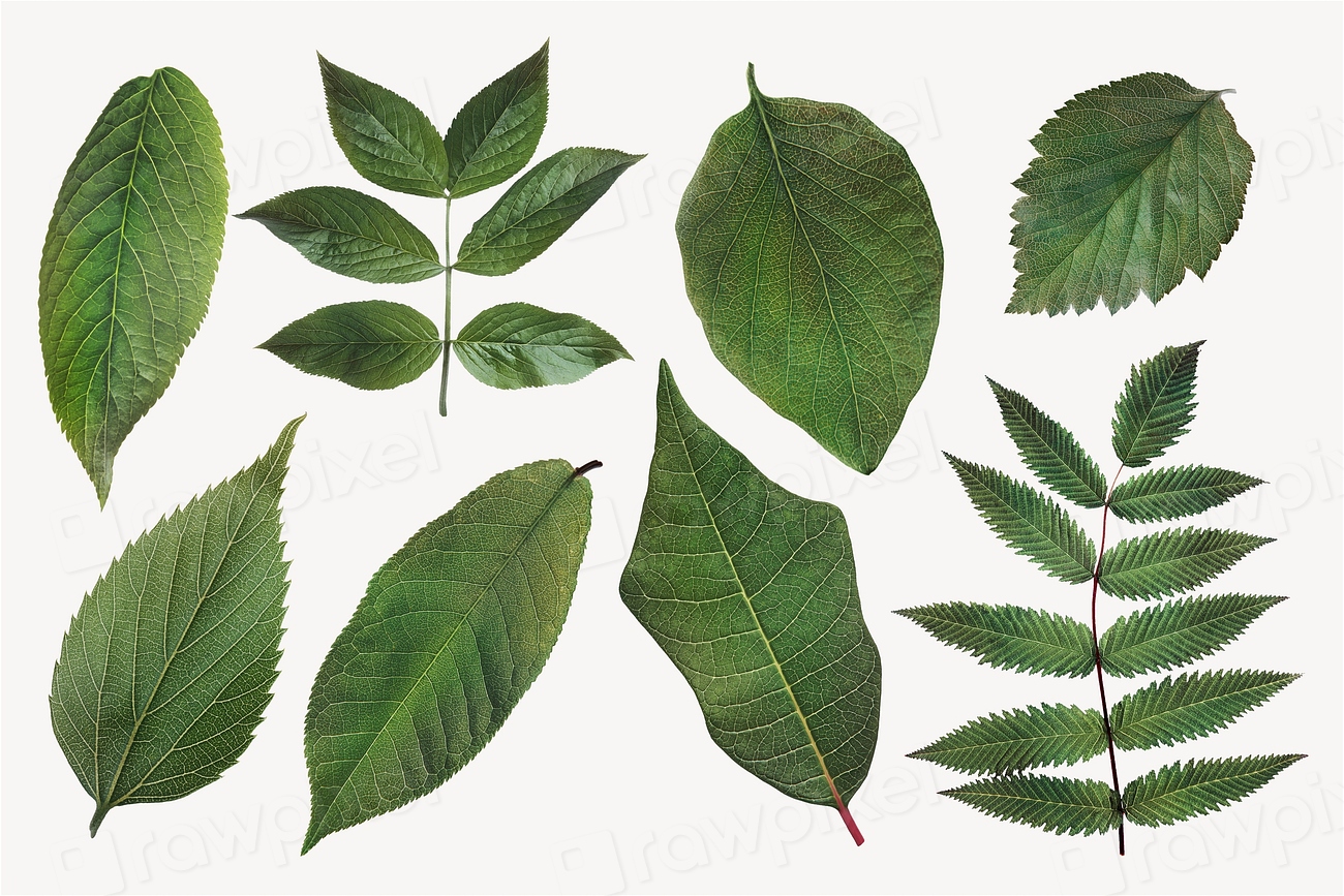 Aesthetic leaves sticker, botanical, plant Premium PSD rawpixel