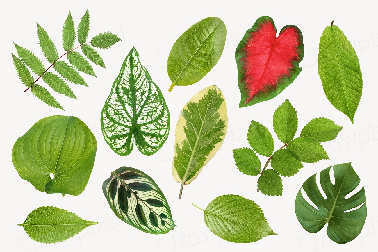 Aesthetic leaves sticker, botanical, plant Premium PSD rawpixel