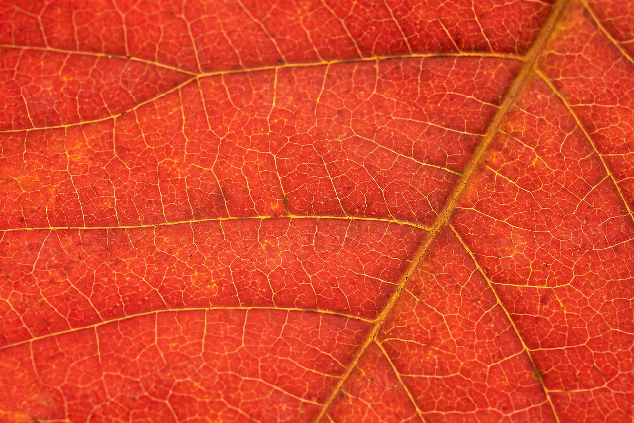 Foliage texture, autumn leaf background, | Free Photo - rawpixel