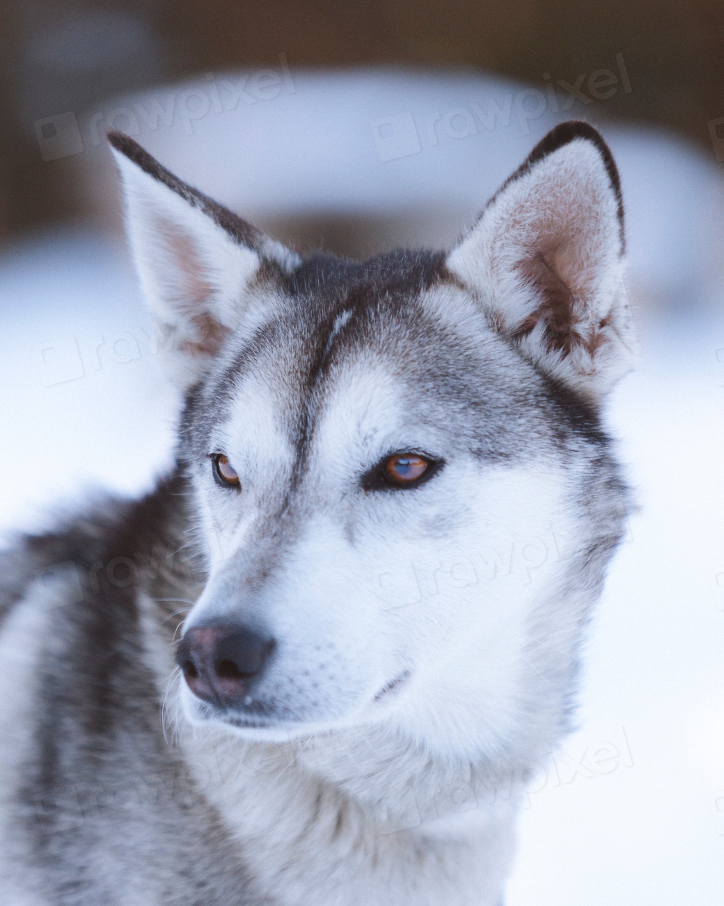Portrait of a Siberian Husky | Free Photo - rawpixel