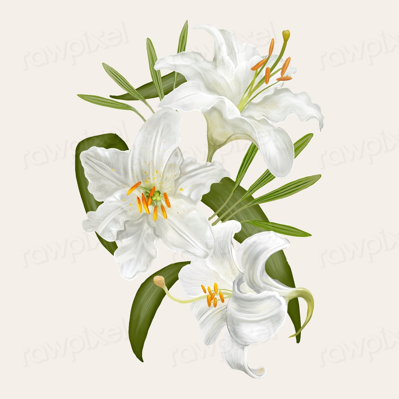 Illustration drawing of Lily flowers | Premium Vector Illustration ...