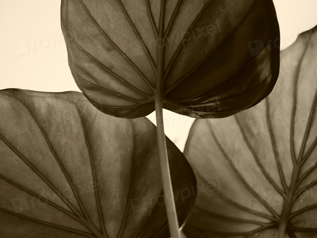 Gray leaves background. Free public | Free Photo - rawpixel