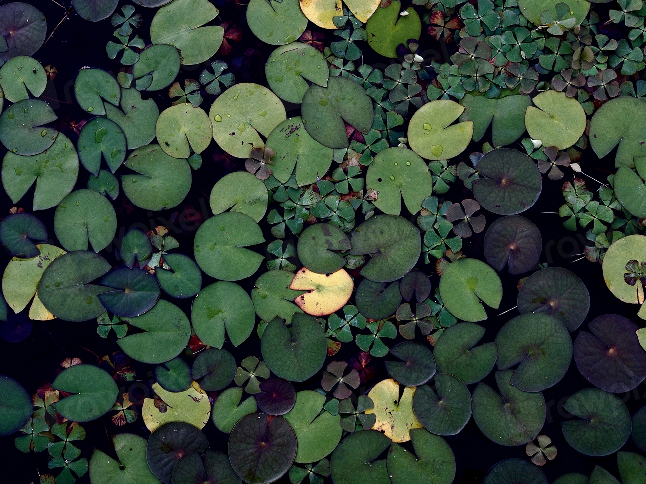 Water Lily Pond Free Public Free Photo Rawpixel   CHJpdmF0ZS9sci9pbWFnZXMvd2Vic2l0ZS8yMDIyLTA1L2ZybGlseV9wYWRzX2dyZWVuX3dhdGVyLWltYWdlLWt5YmQ5MW9nLmpwZw 