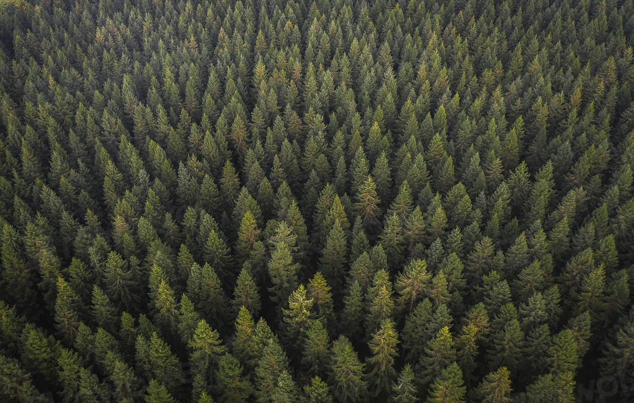 Natural green forest drone view | Premium Photo - rawpixel