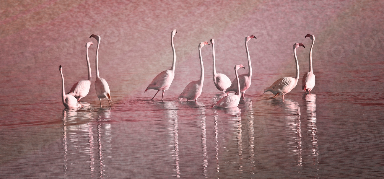 Free Group Flamingo Standing Water 