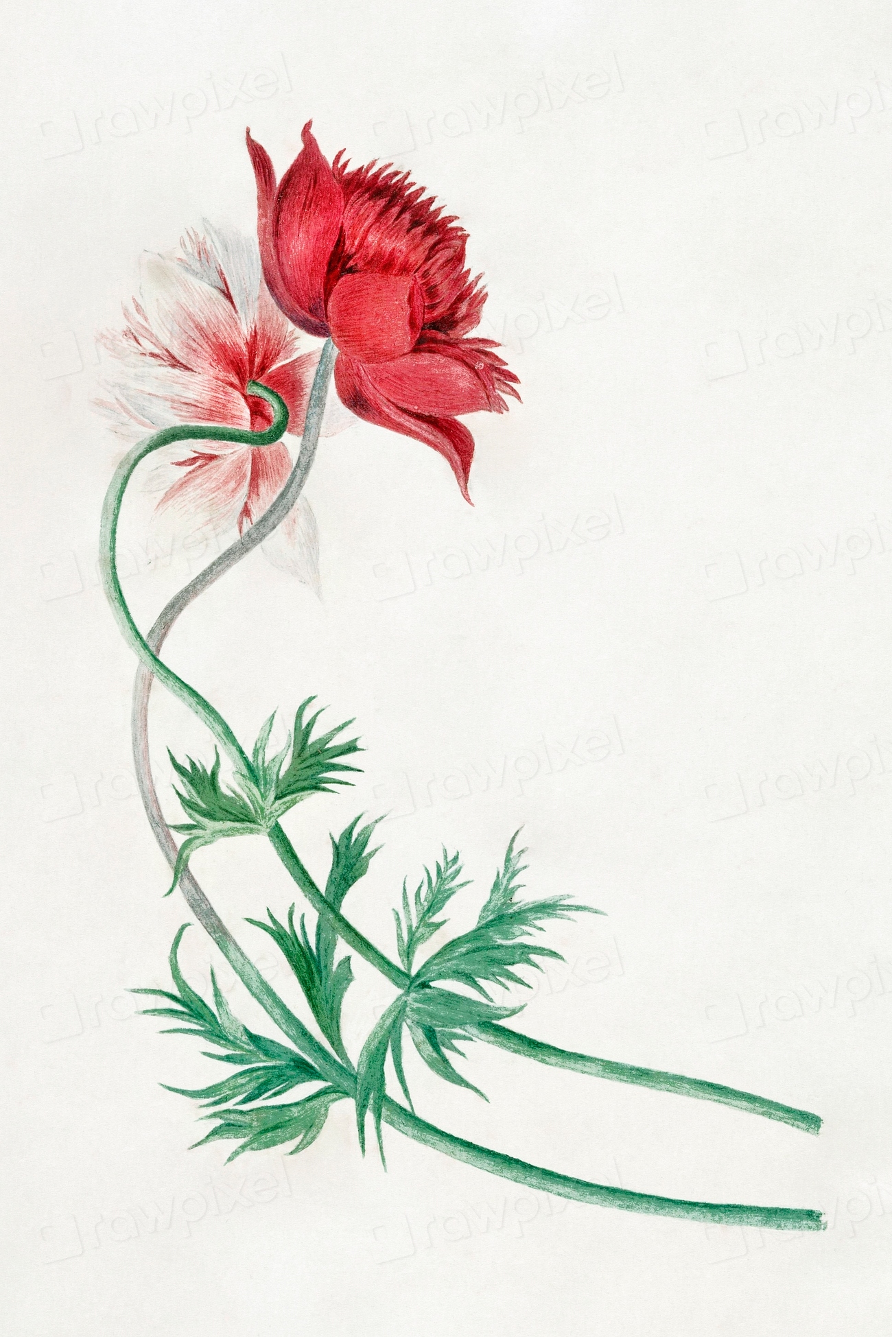 Two branches flower (1714–1760) painting | Free Photo Illustration ...