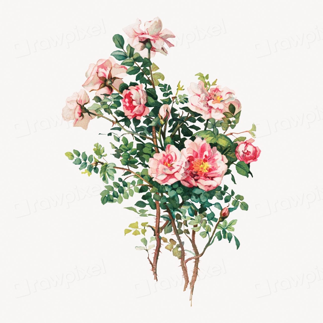 rose-illustration-vintage-artwork-free-photo-illustration-rawpixel