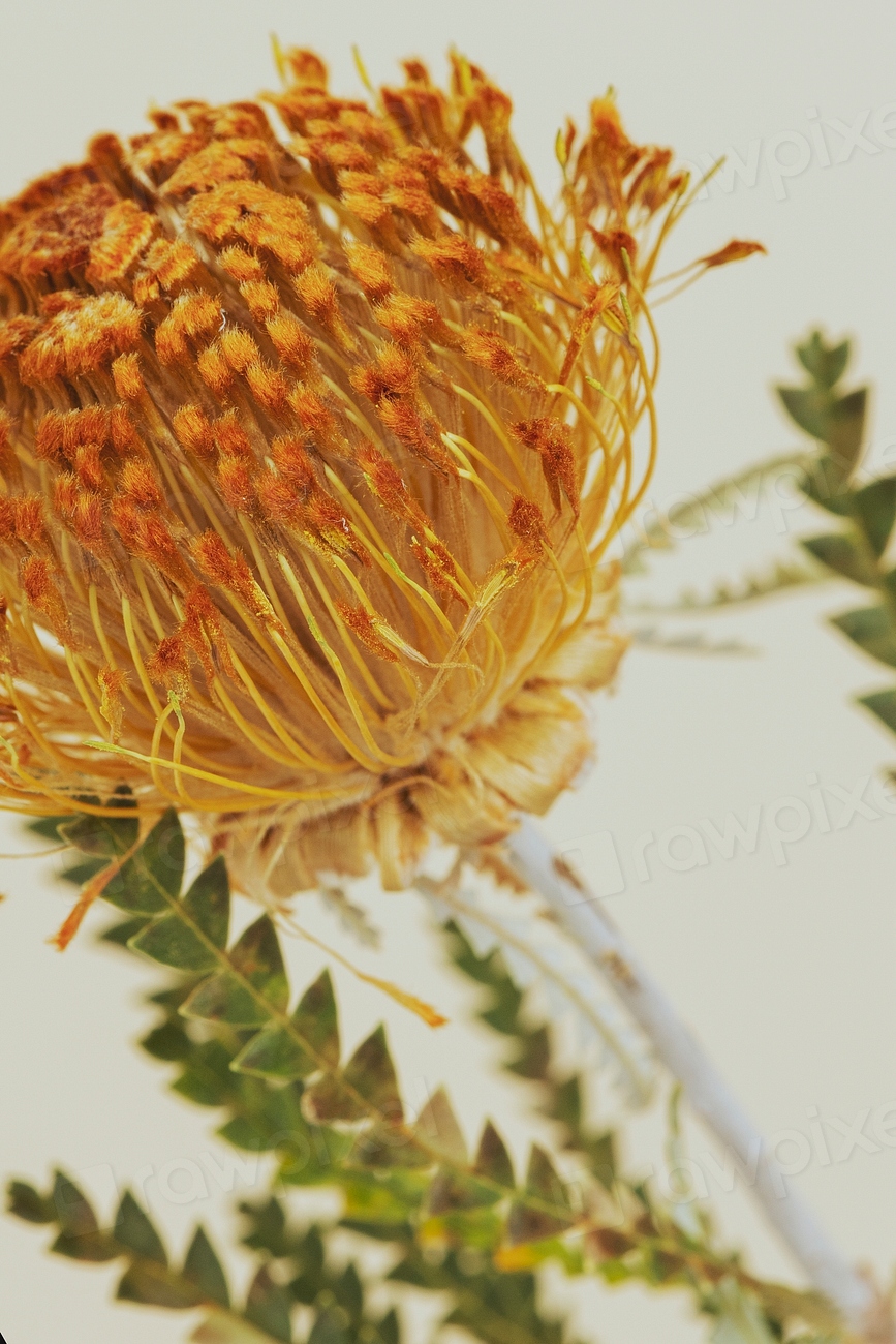 Orange pincushion protea flower Premium Photo rawpixel