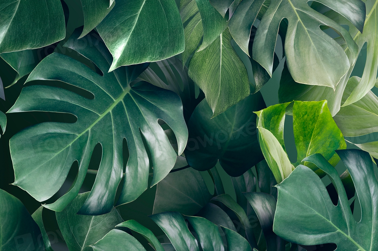 Green monstera leaves background design | Premium Photo - rawpixel