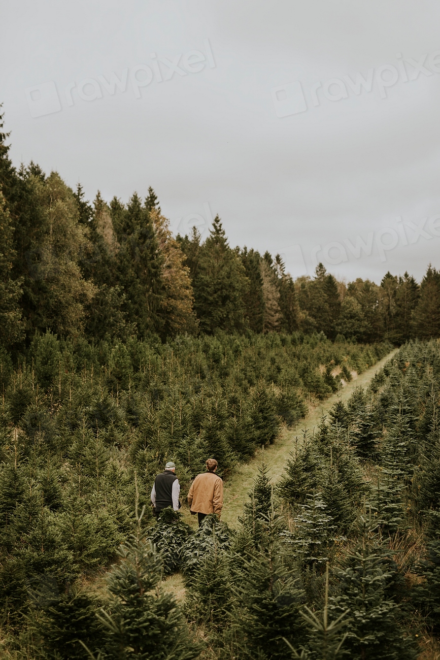 Two men hauling Christmas trees Premium Photo rawpixel