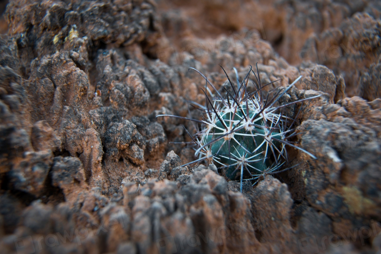 A young fish hook cactus | Free Photo - rawpixel