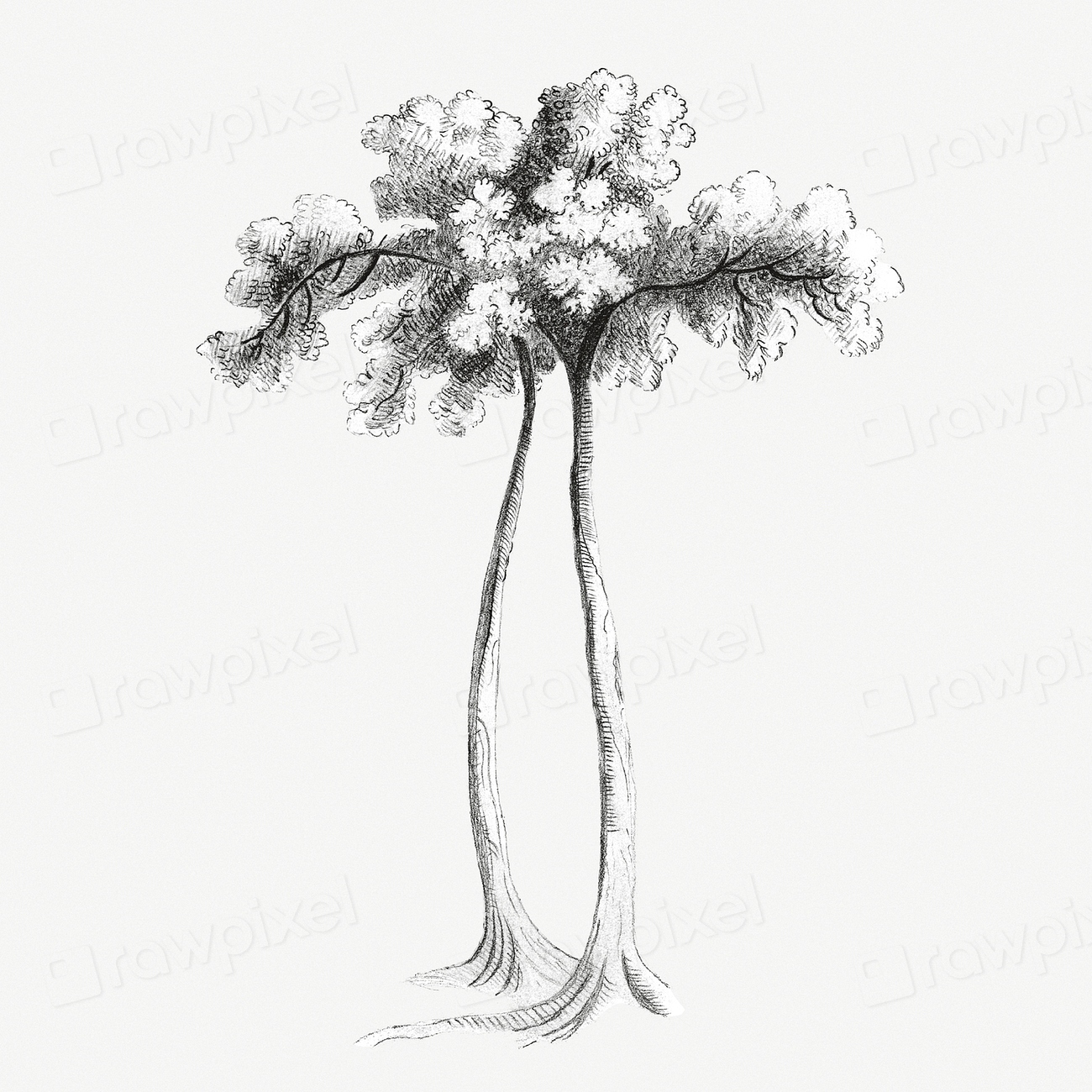 A tall tree vintage illustration Premium PSD rawpixel