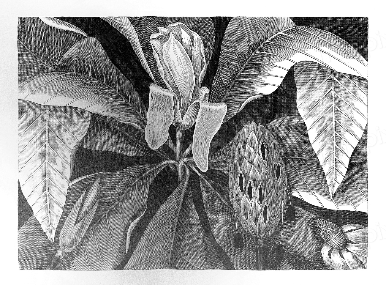 Umbrella tree vintage illustration, remix Premium Photo Illustration rawpixel