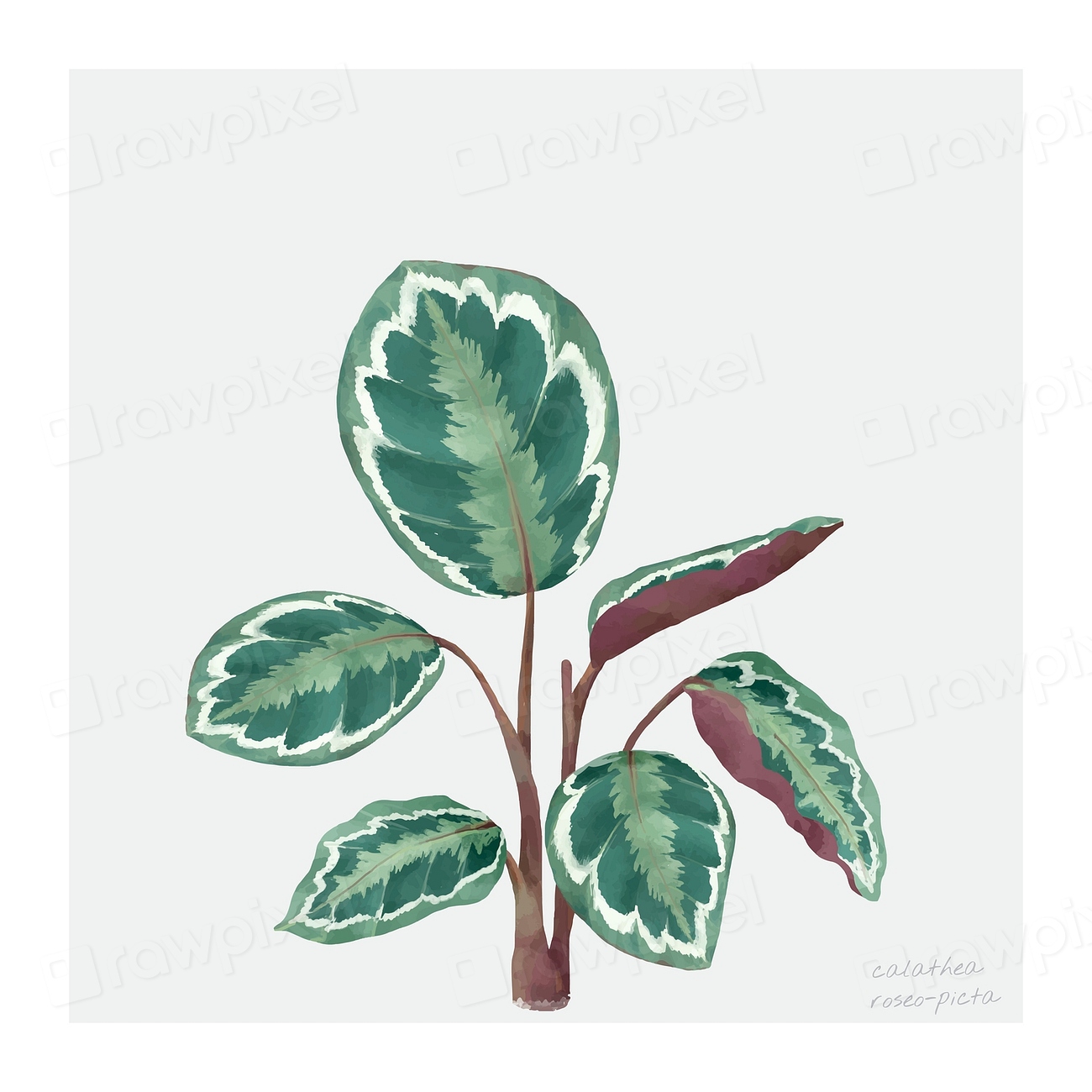 Watercolor Rose Painted Calathea Tropical Premium Photo Illustration   CHJpdmF0ZS9sci9pbWFnZXMvd2Vic2l0ZS8yMDIyLTA2L3YxOTktYmItMzQtbGVhZi14LmpwZw 