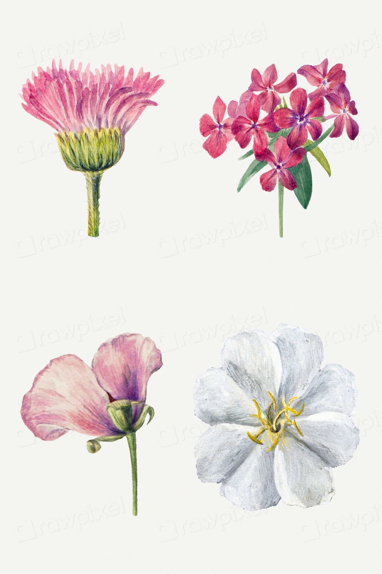 Wild flowers botanical illustration set, | Premium Photo - rawpixel