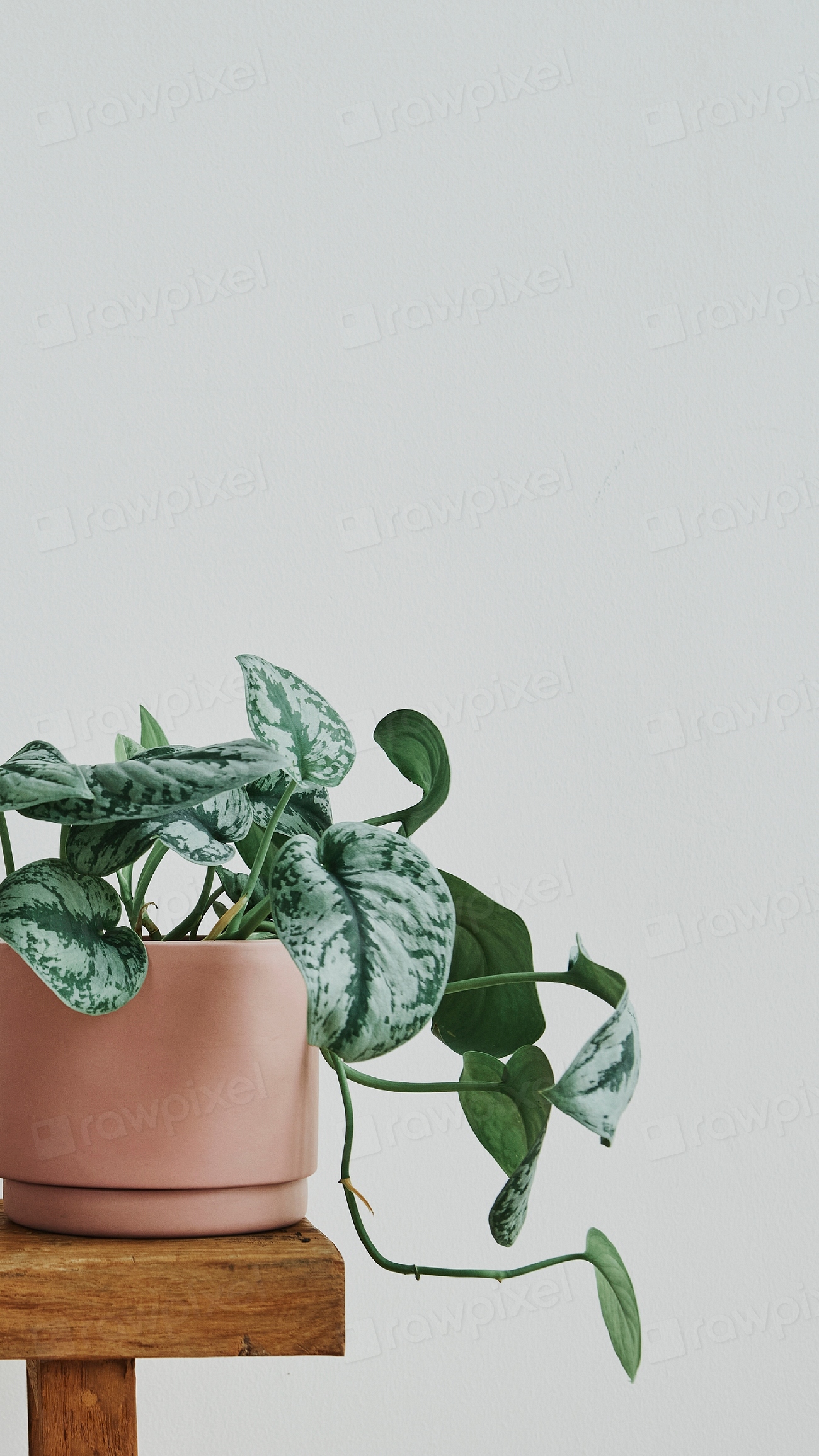 Green Houseplant, Minimal Mobile Wallpaper 