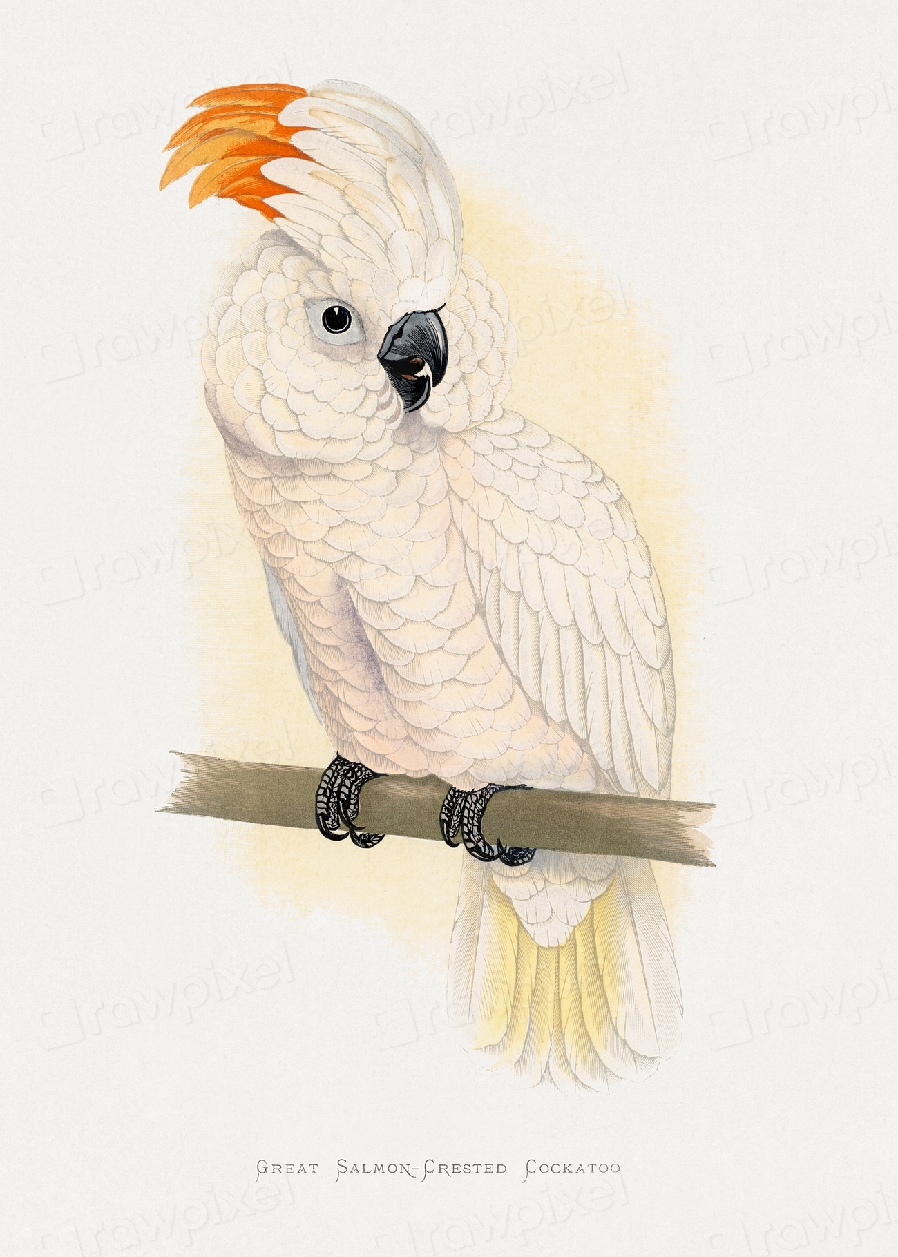 Great Salmon-Crested Cockatoo (CACATUA MOLUCCENSIS) | Free Photo ...