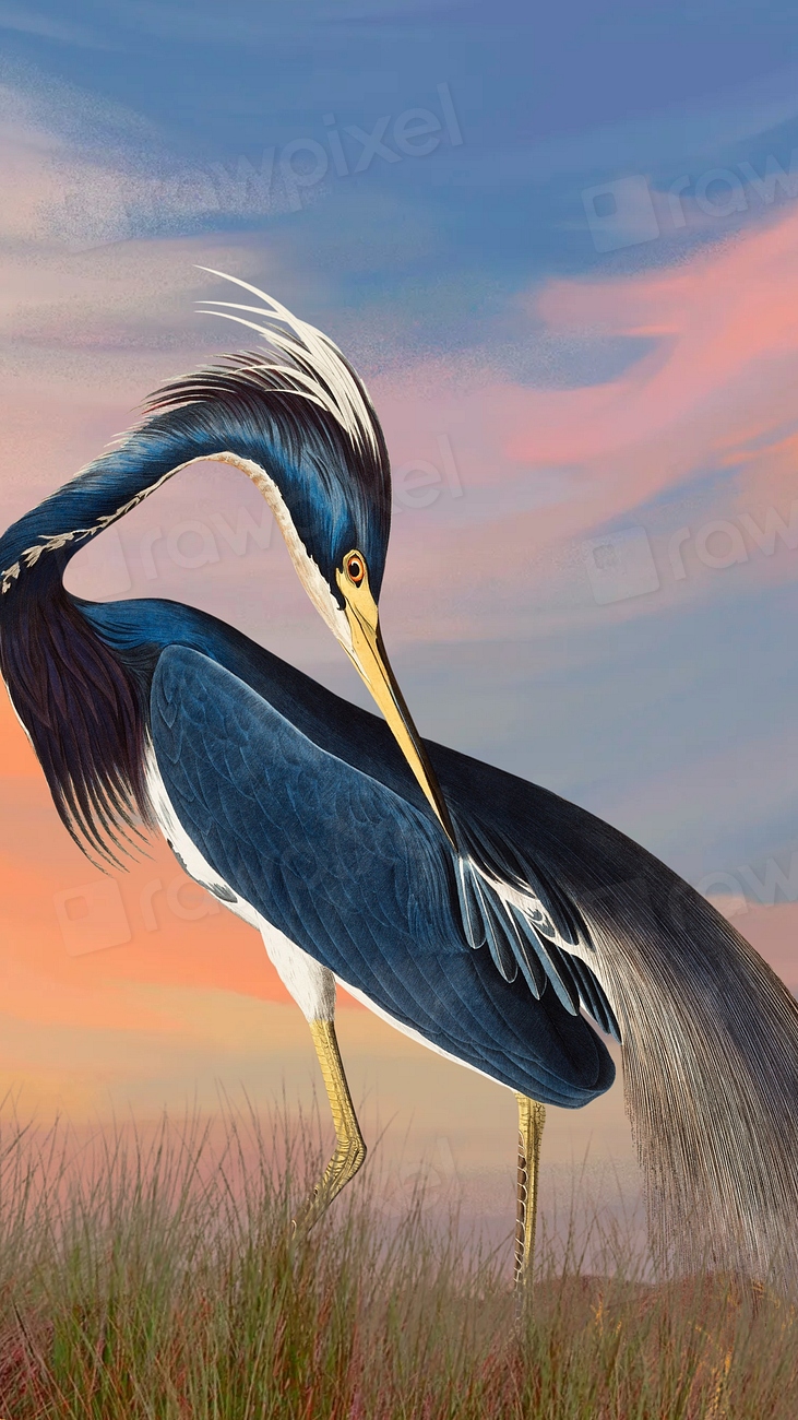 Heron bird iPhone wallpaper, gradient | Premium Photo Illustration