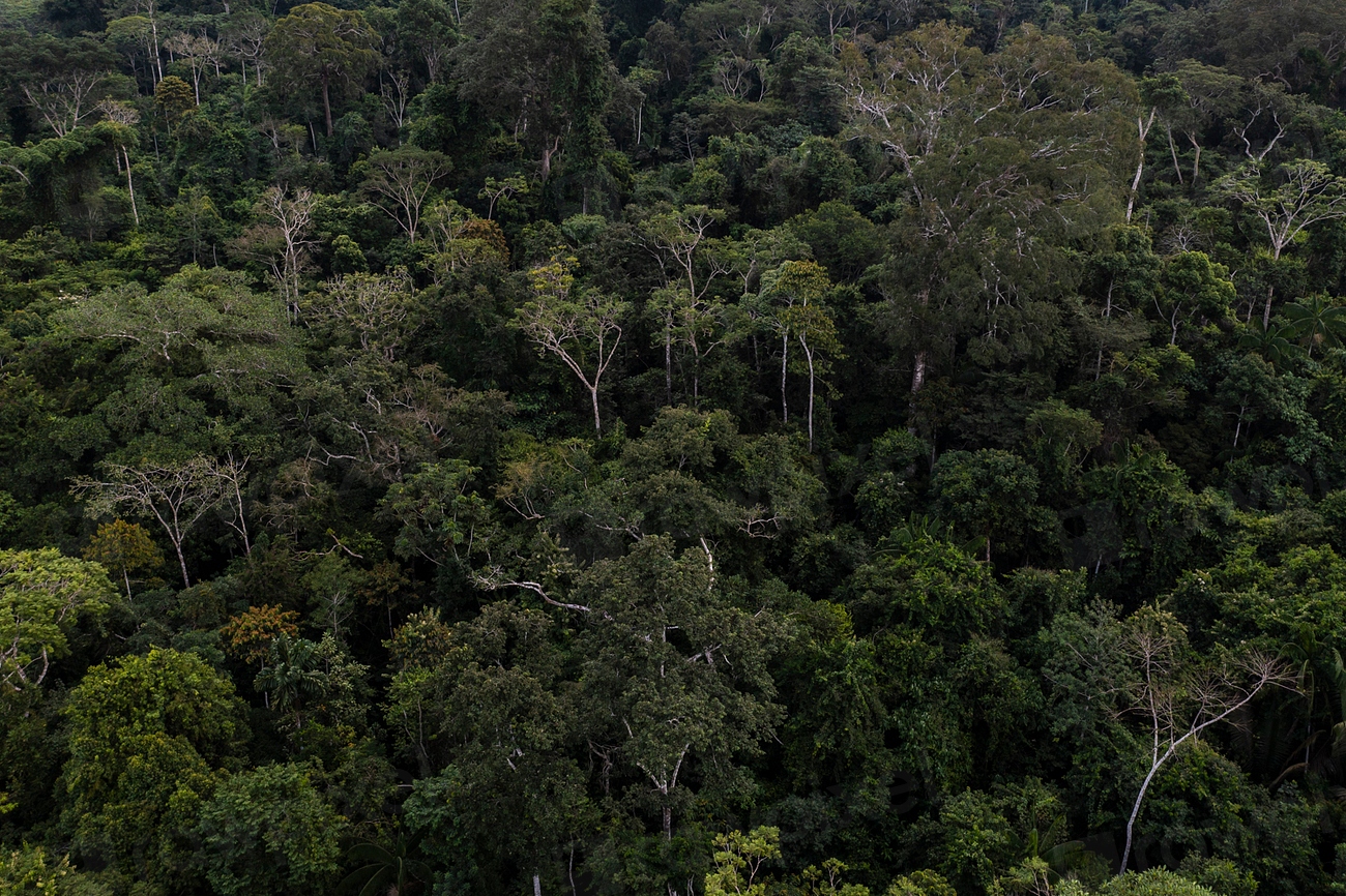 Amazon rainforest is often called | Free Photo - rawpixel