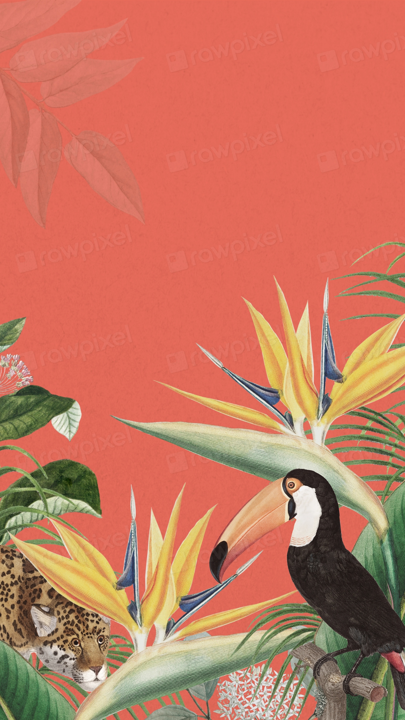 Toco Toucan Bird Phone Wallpaper, | Premium Photo - Rawpixel