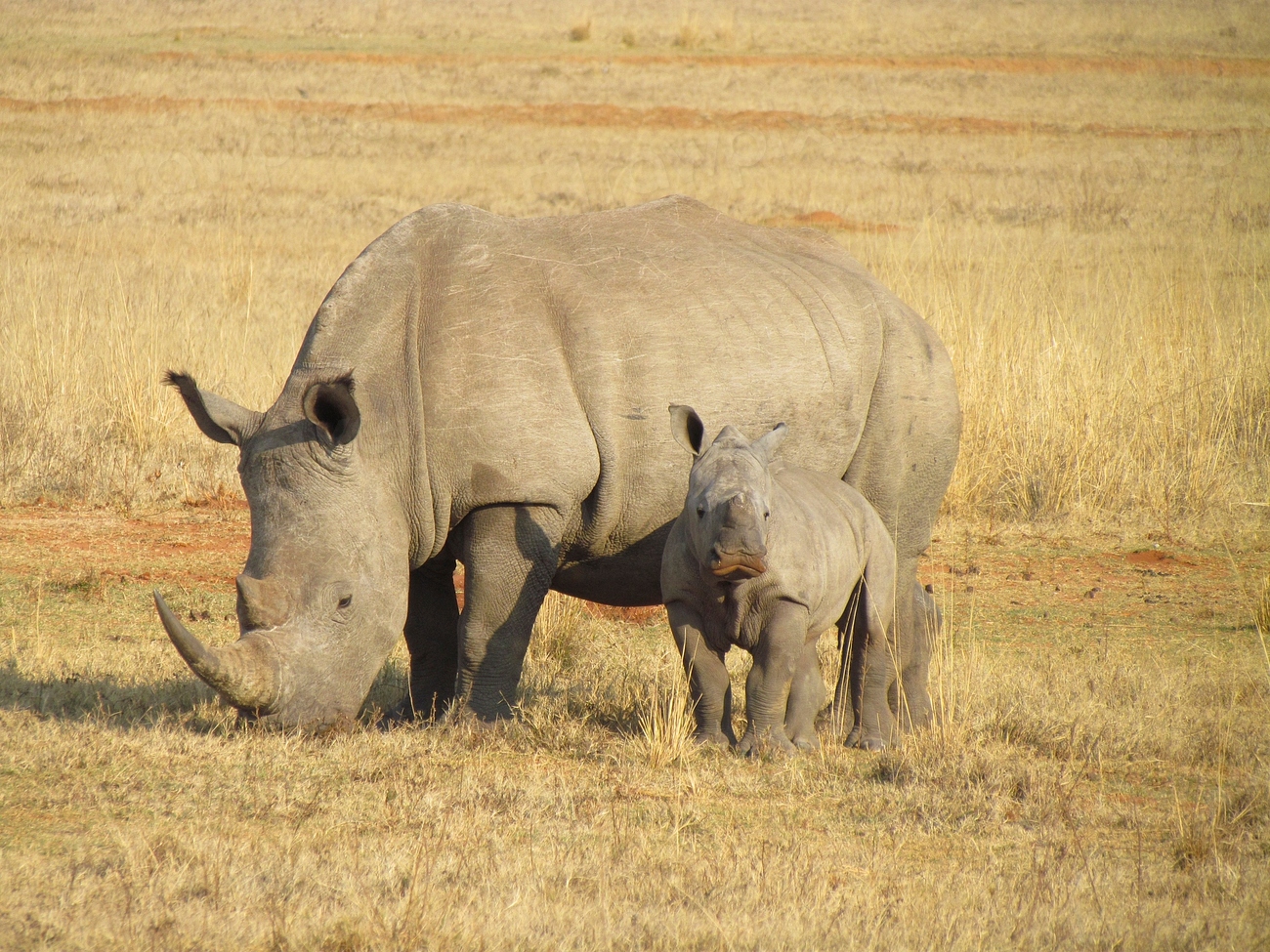 Rhino eating grass. Free public | Free Photo - rawpixel