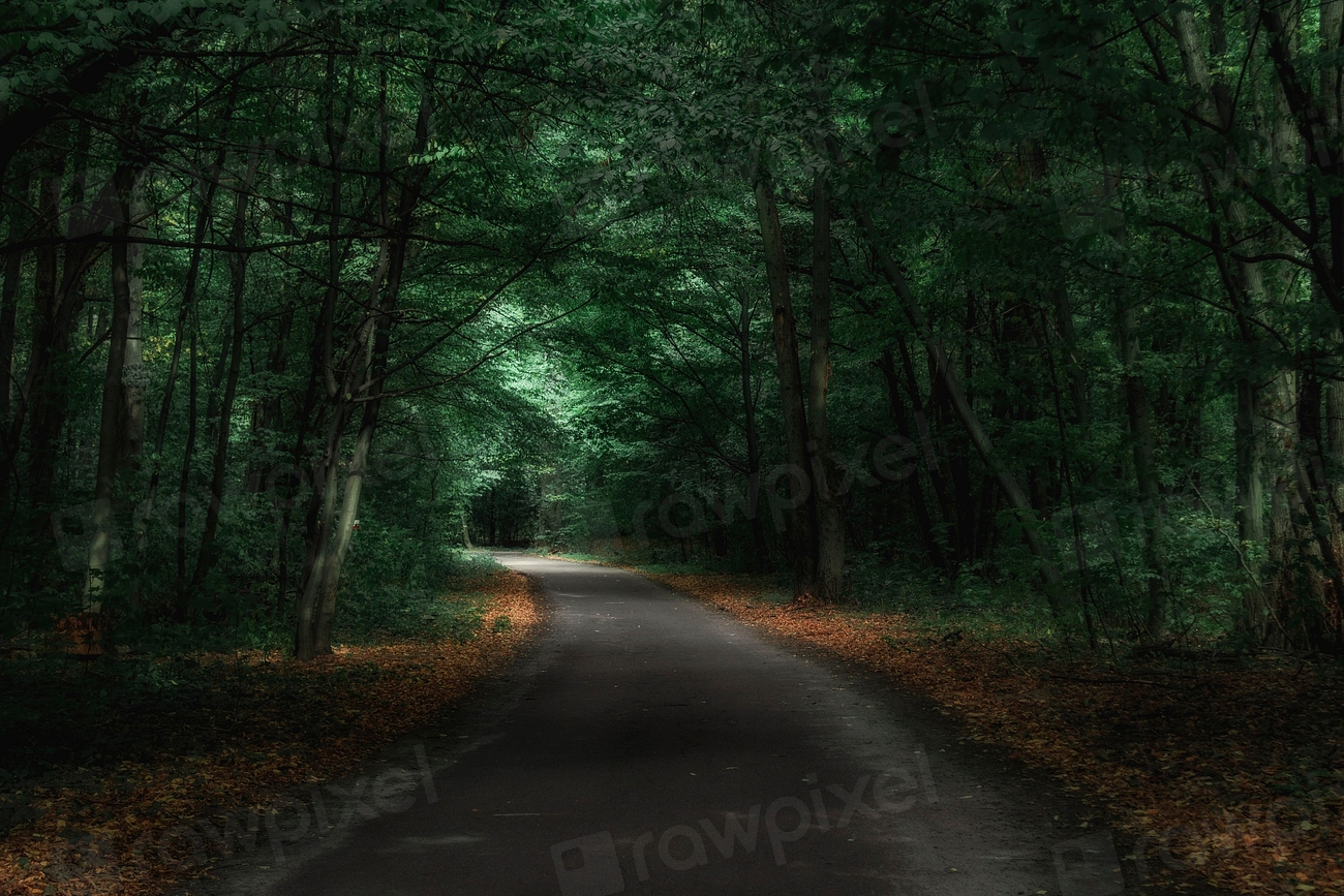 Free road between trees image, | Free Photo - rawpixel